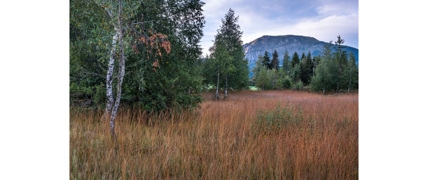 Moorlandschaft Finsterwald